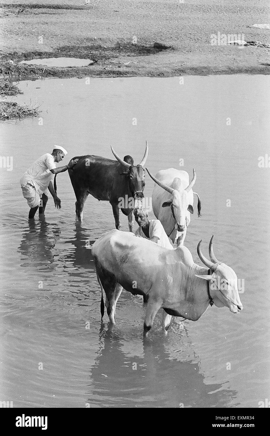 Man giving bath to his cattle in river ; Munagoli village ; Bijapur district ; Karnataka ; India Stock Photo