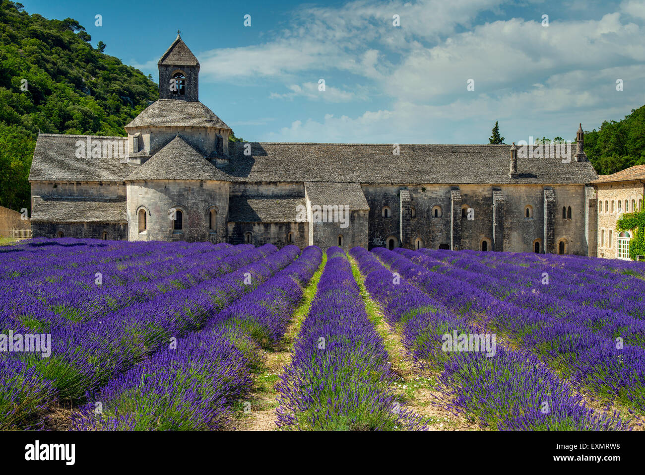 Senanque Abbey or Abbaye Notre-Dame de Senanque with lavender field in bloom, Gordes, Provence, France Stock Photo