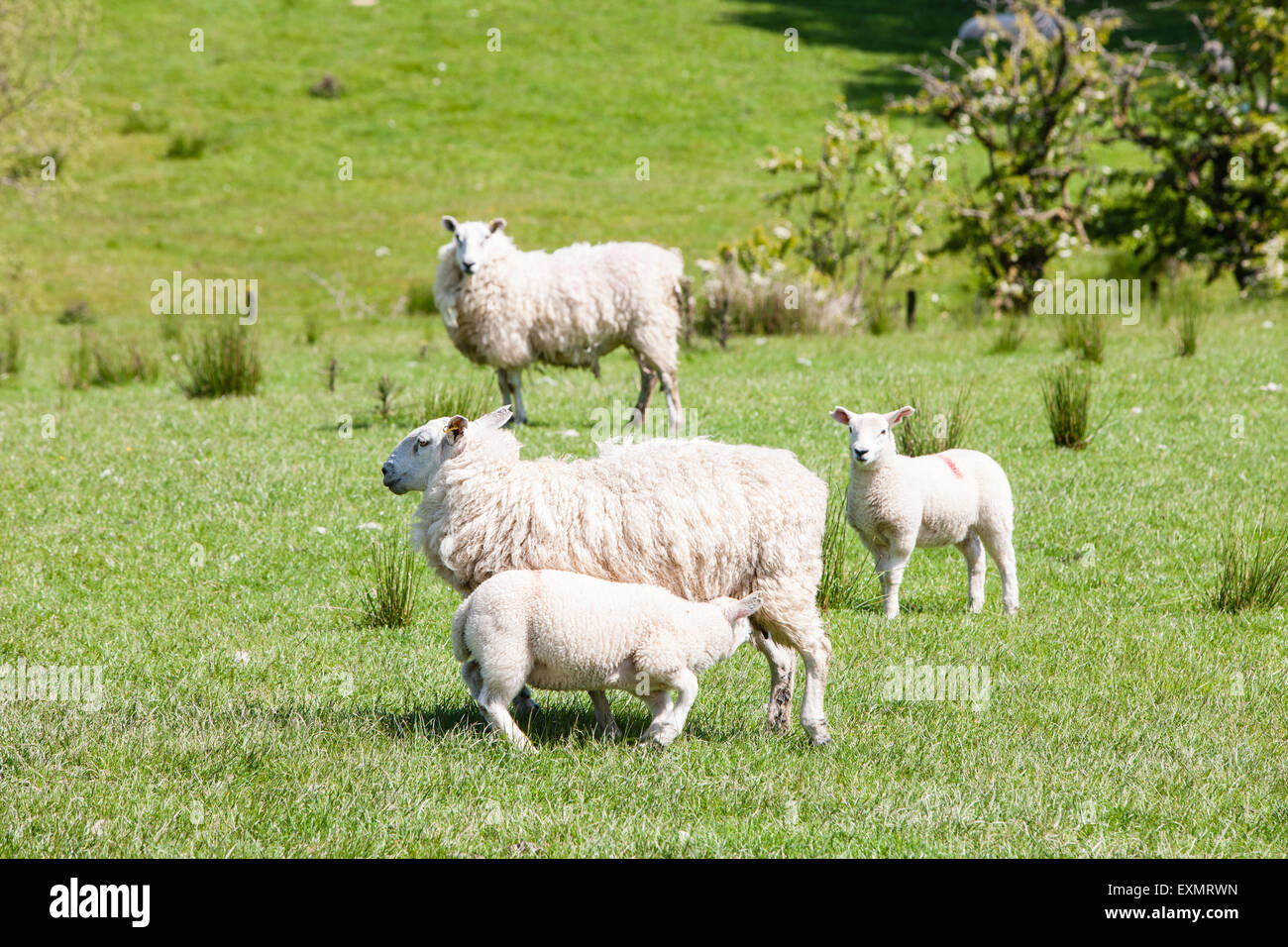 Sheep grazing in green fields hi-res stock photography and images - Alamy