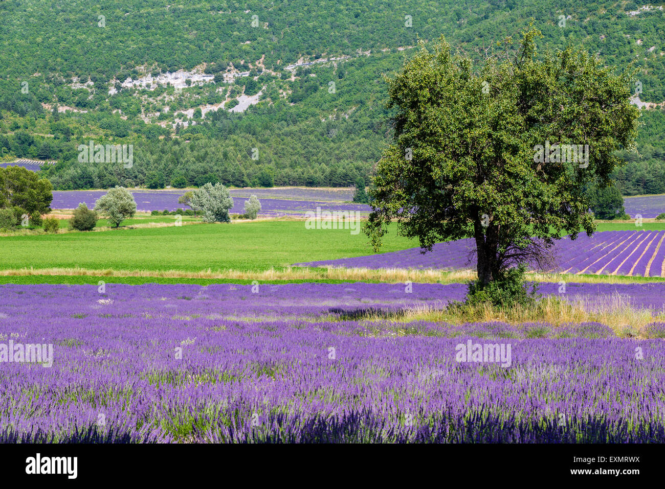 Lavender fields in bloom, Provence, France Stock Photo