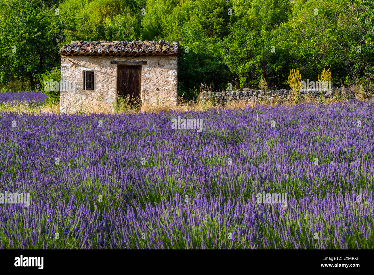 Stone cottage in the middle of a lavender field in bloom, Provence, France Stock Photo