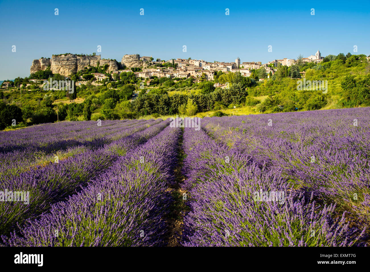 View of village of Saignon with field of lavander in bloom, Provence, France Stock Photo