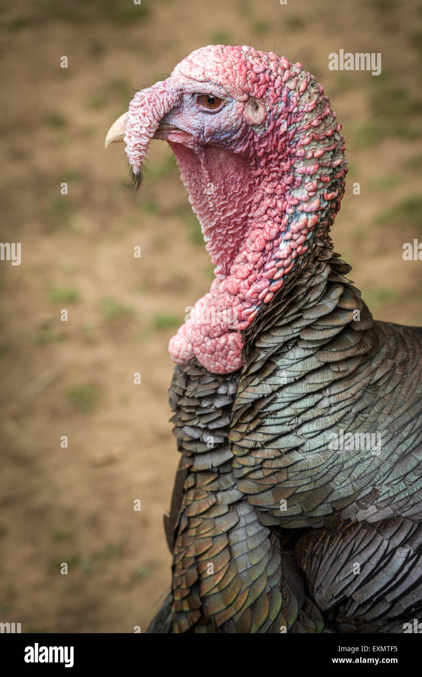 Turkey Stock Photo