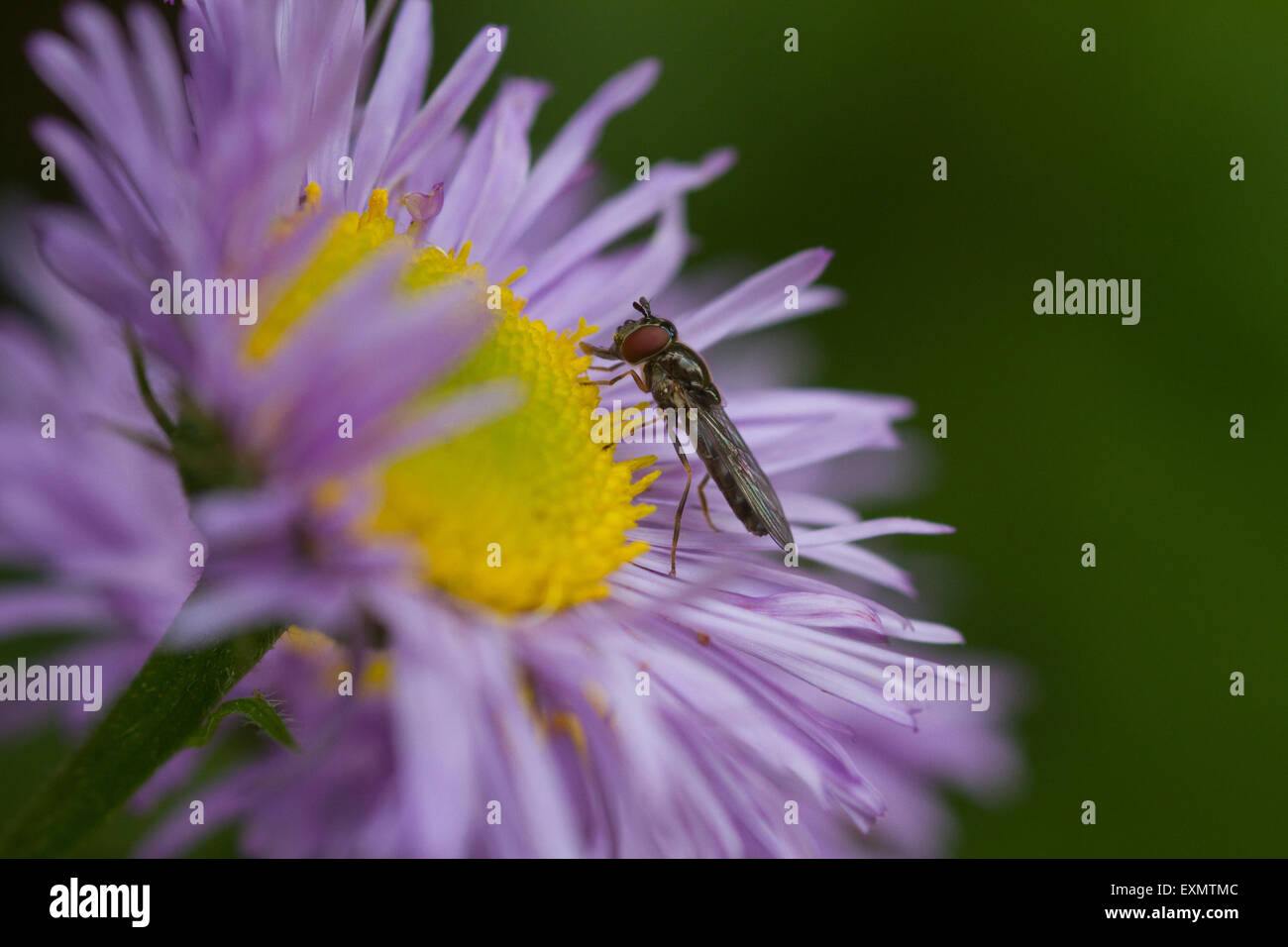 A small fly landed on a beautiful light purple daisy flower, feeding before it takes off again Stock Photo