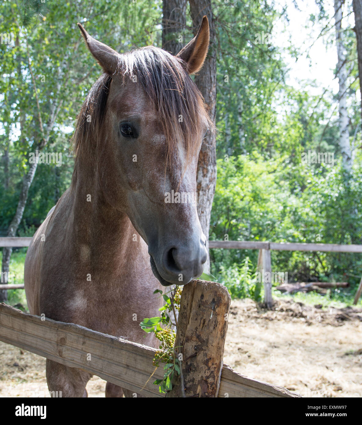 beautiful  horse on a summer meadow Stock Photo