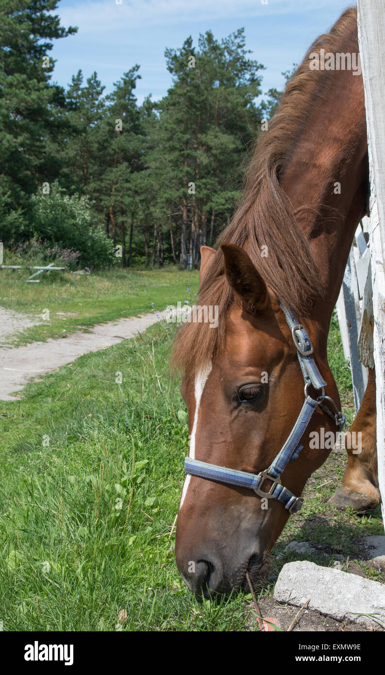 chestnut horse eating grass Stock Photo