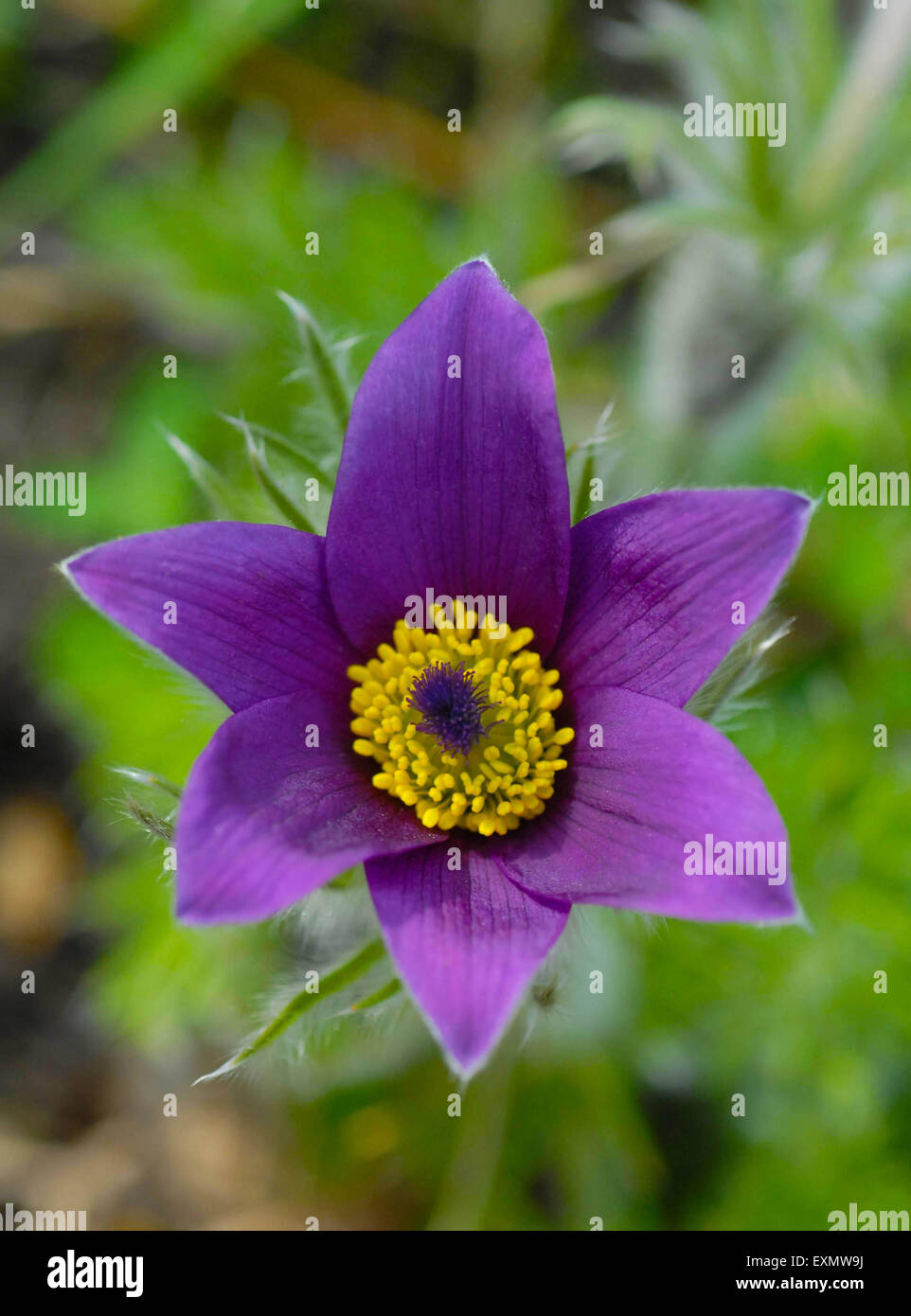 pinwheel blue violet Stock Photo