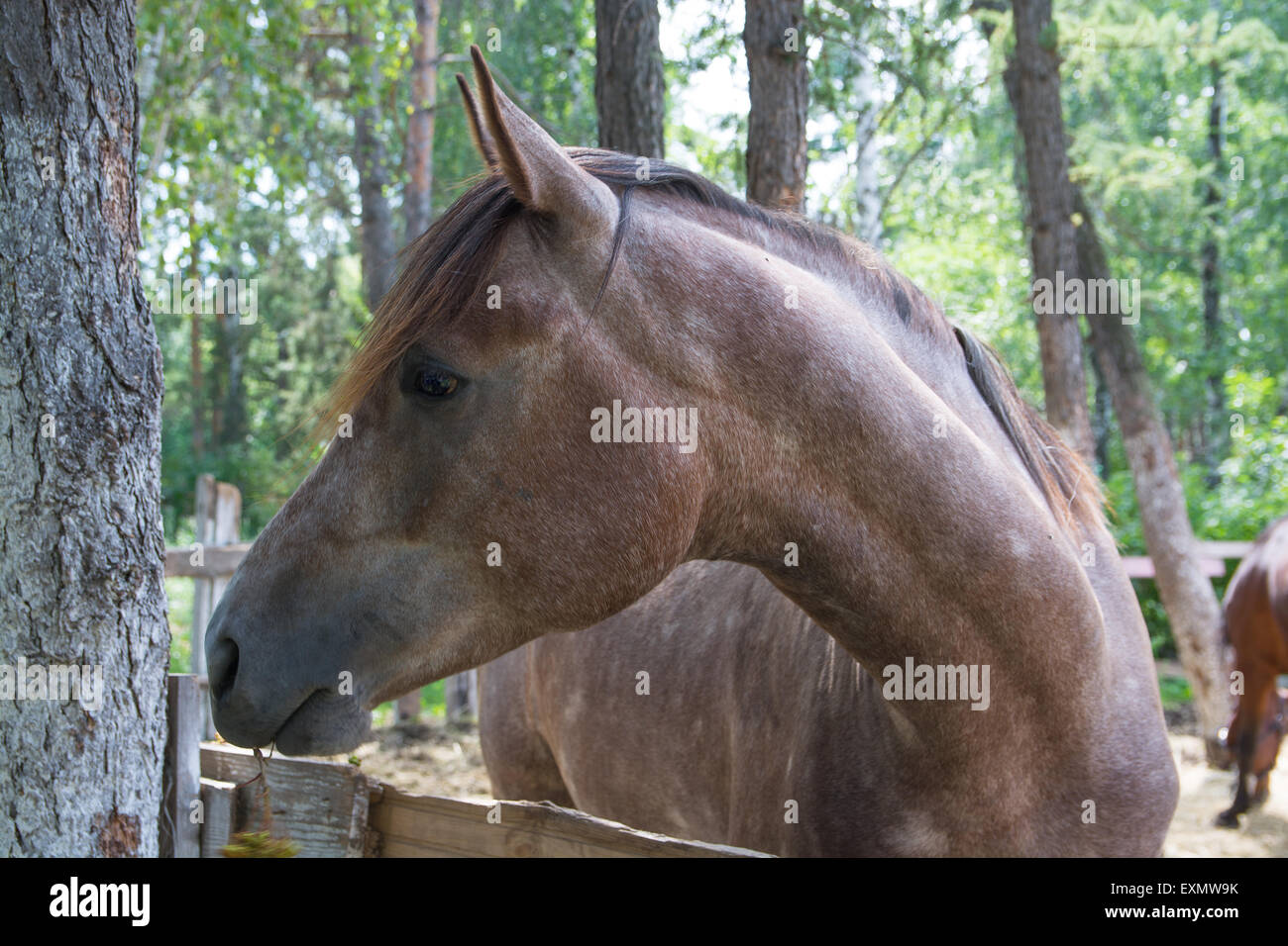 cute horse on a summer meadow Stock Photo
