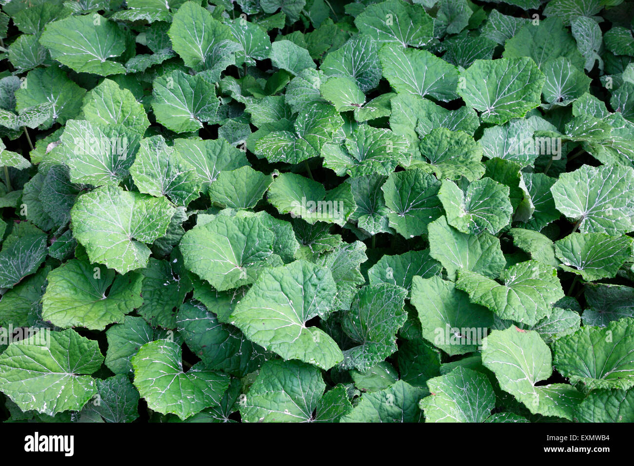 Butterbur, a medicinal plant gowing wild in Ireland Stock Photo