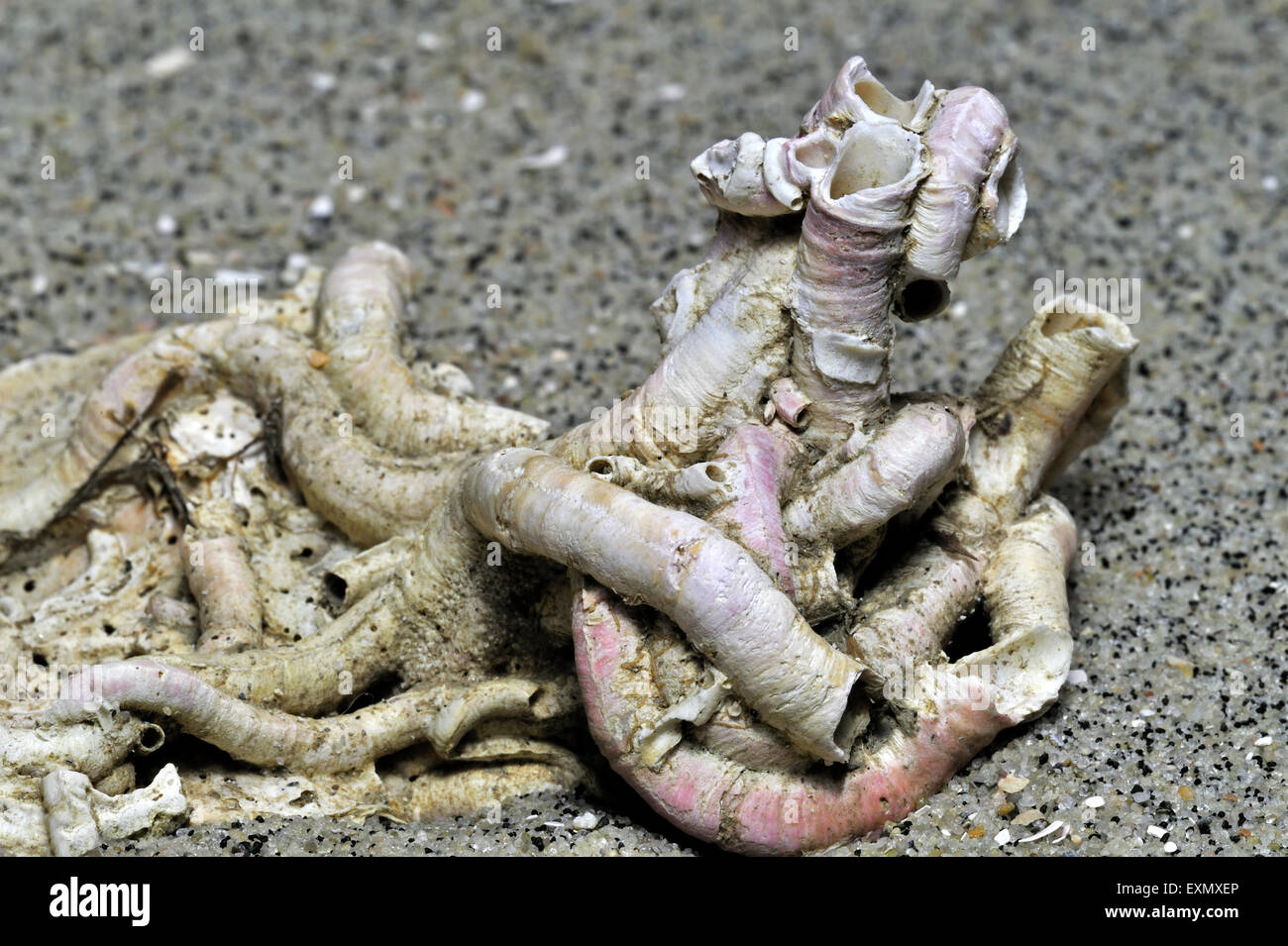 Tubes of of calcium carbonate from a serpulid worm on seashell washed on beach Stock Photo