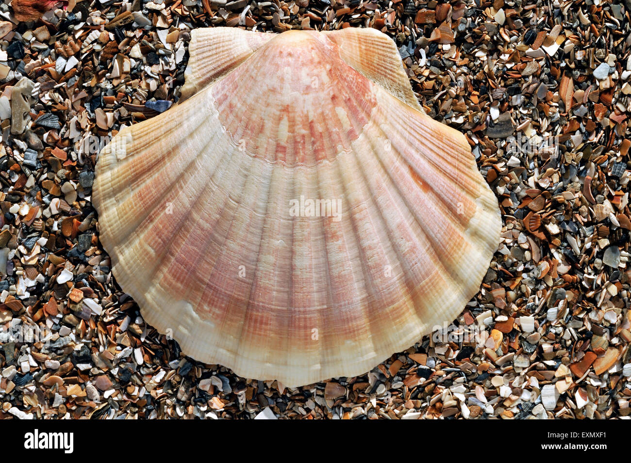 Mediterranean scallop (Pecten jacobeus) shell washed on beach Stock Photo