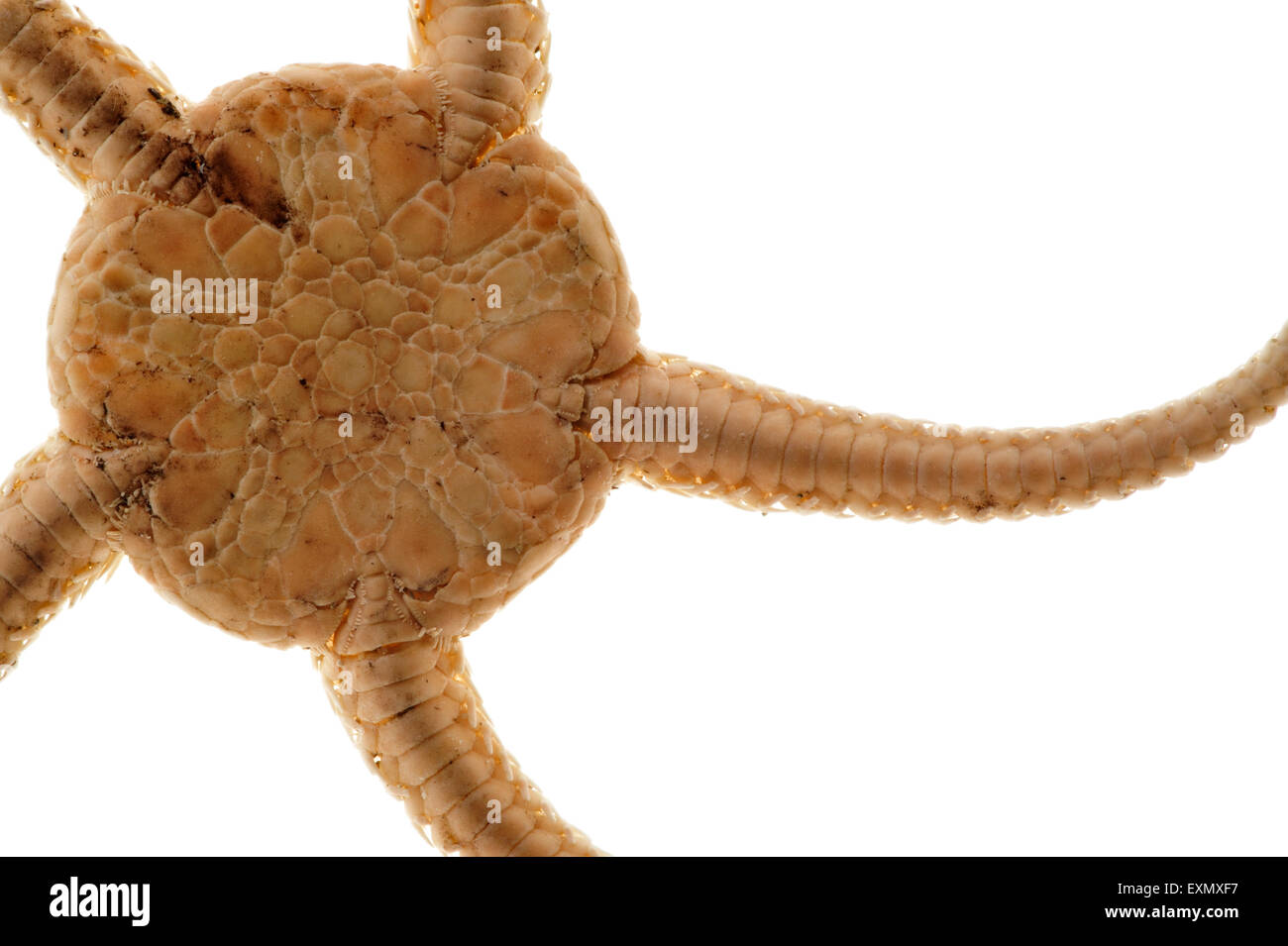 Brittle star serpent star ophiura hires stock photography and images