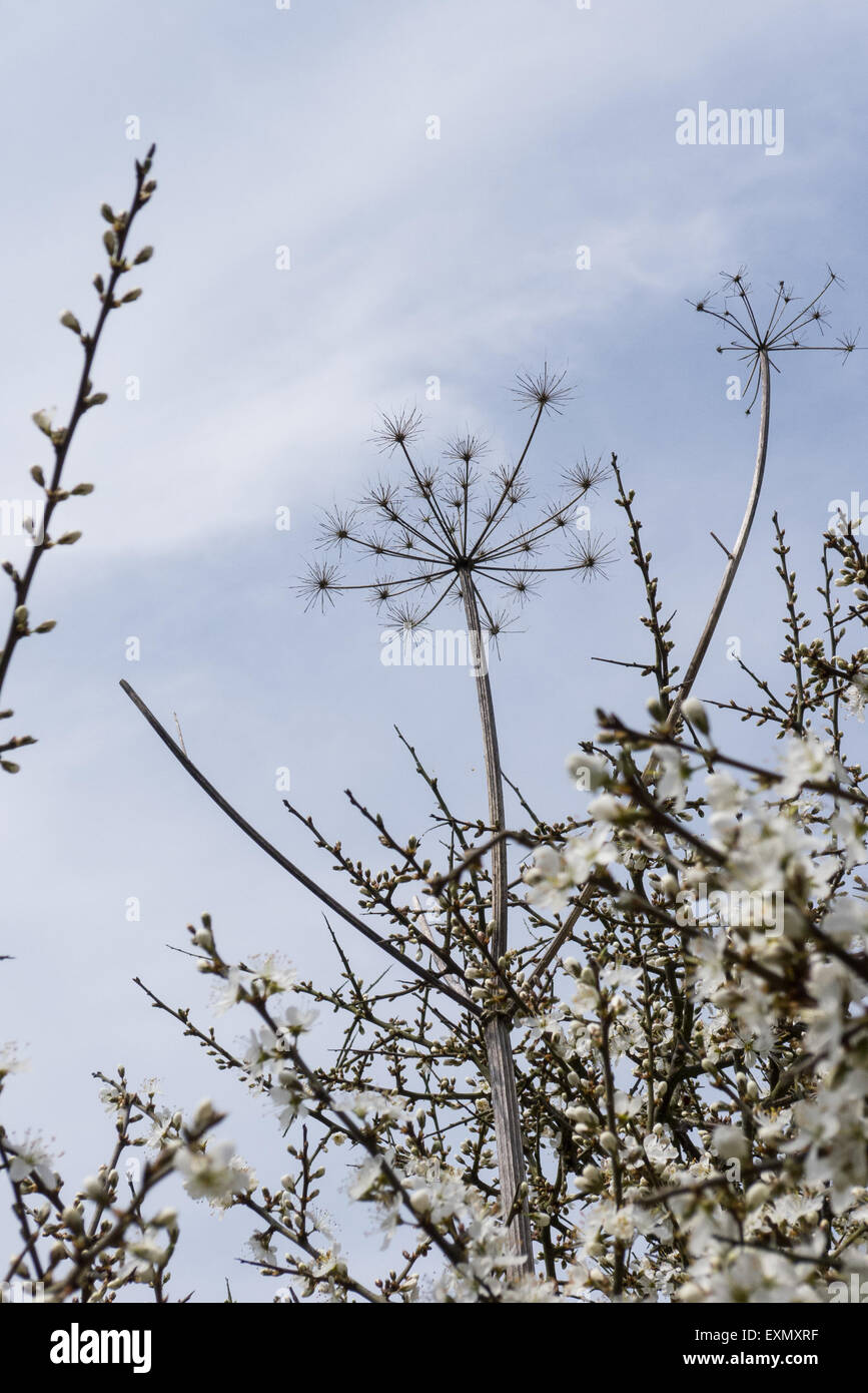 Cornwall countryside, England. Cow parsley and hawthorn. Stock Photo
