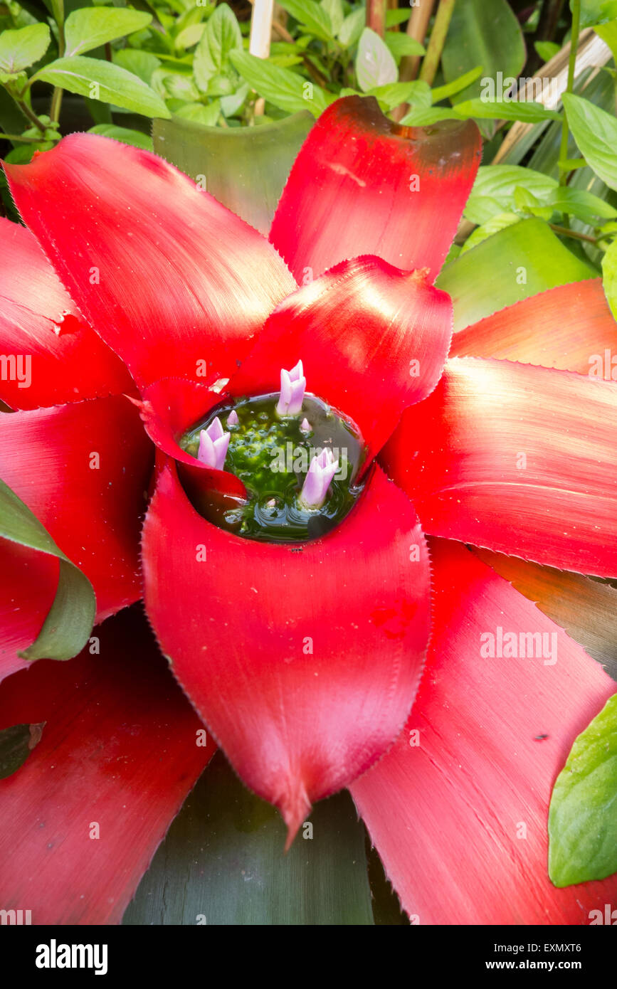 Flowering red bromeliad plant; Eden Project, Cornwall. Stock Photo