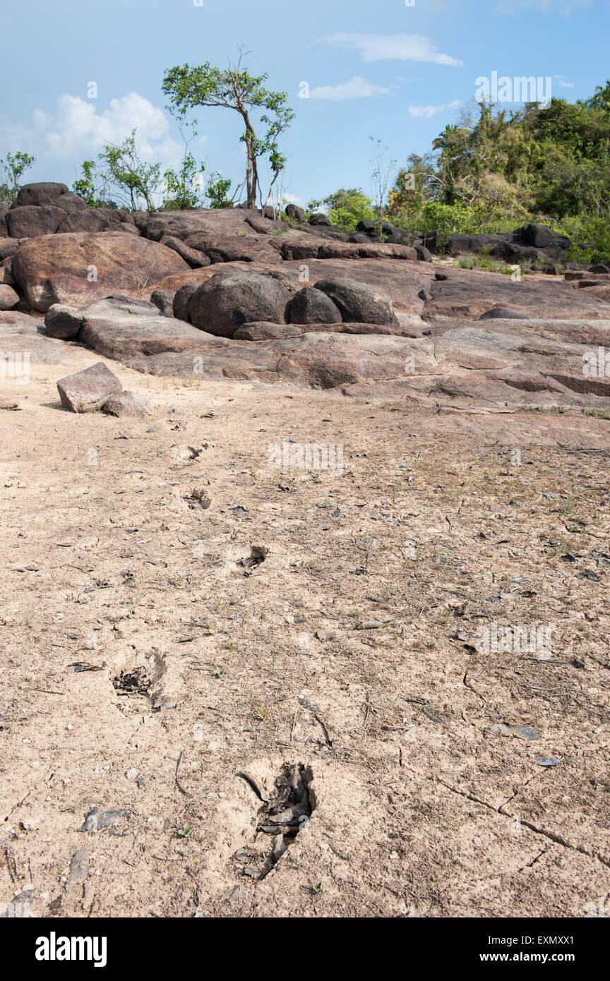 Xingu River, Para State, Brazil. The Volta Grande; Jericoá; dried earth, footprints. Stock Photo
