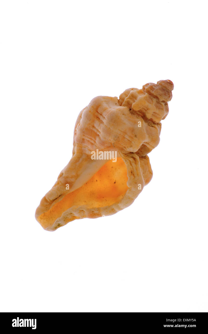 Sting winkle / Oyster drill / Hedgehog Murex (Ocenebra erinacea) on white background Stock Photo