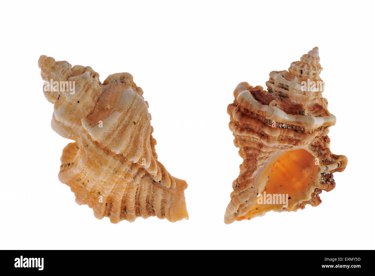 Sting winkle / Oyster drill / Hedgehog Murex (Ocenebra erinacea) shells on white background Stock Photo