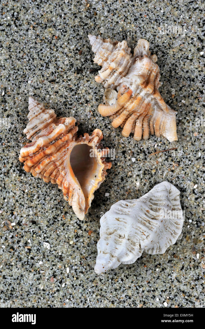 Sting winkle / Oyster drill / Hedgehog Murex (Ocenebra erinacea) shells washed on beach Stock Photo