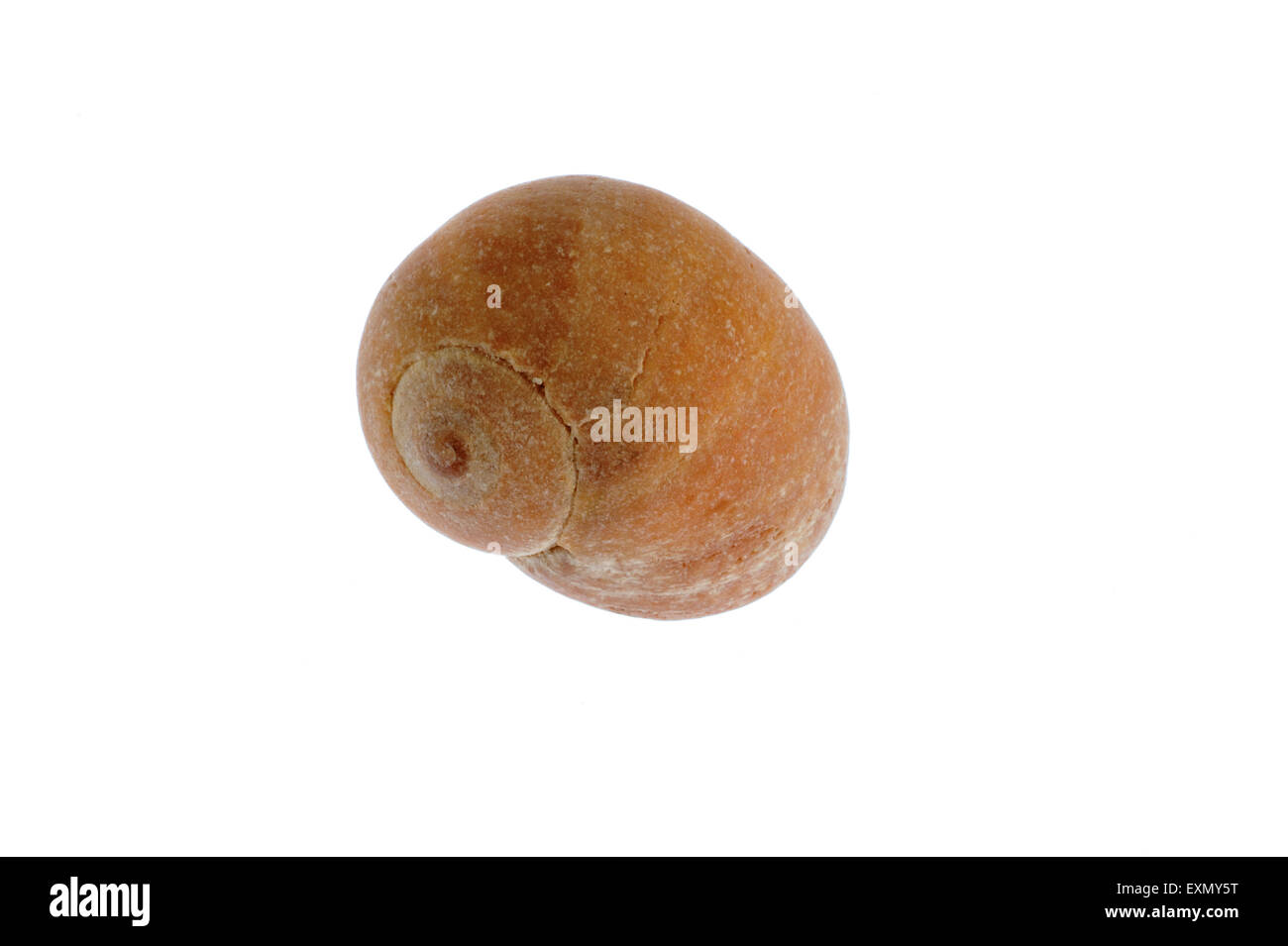 Flat periwinkle (Littorina obtusata) shell on white background Stock Photo