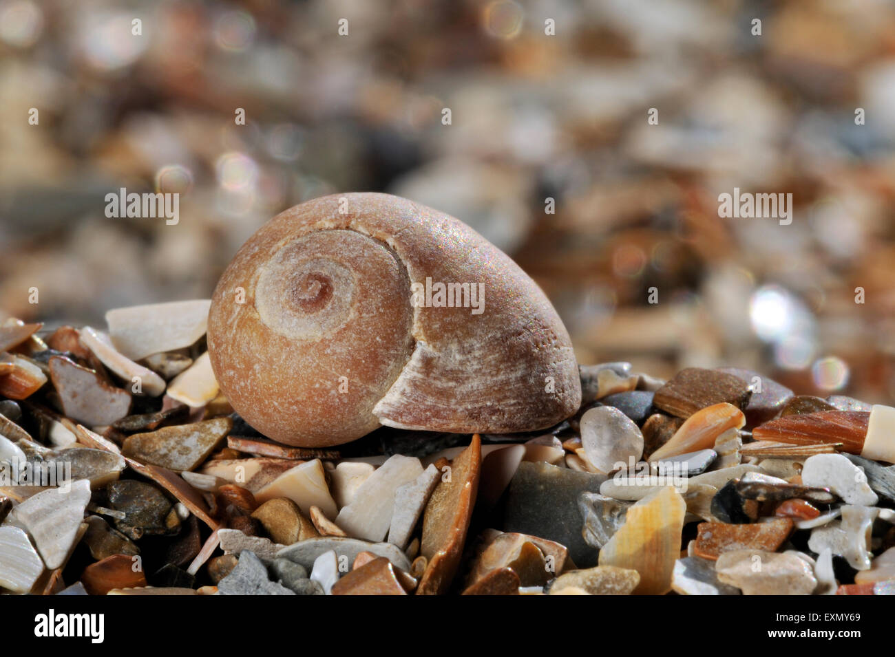 Flat periwinkle (Littorina obtusata) shell washed on beach Stock Photo