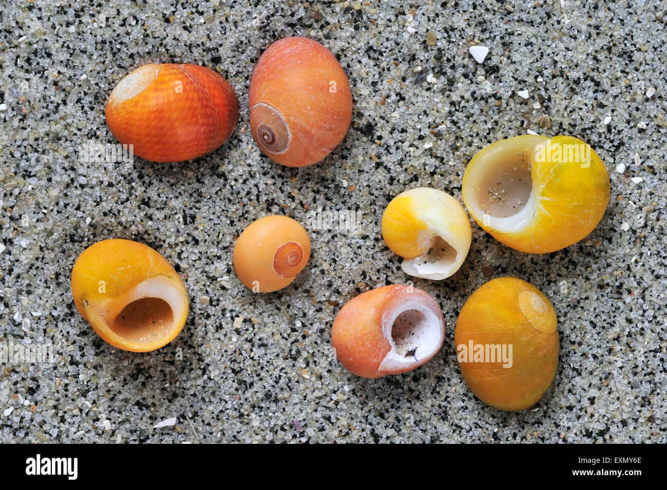 Flat periwinkles (Littorina obtusata) shells on beach Stock Photo