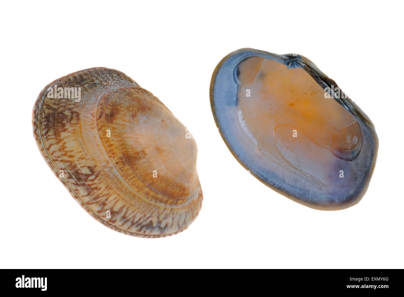 Pullet carpet shells (Venerupis senegalensis) on white background Stock ...