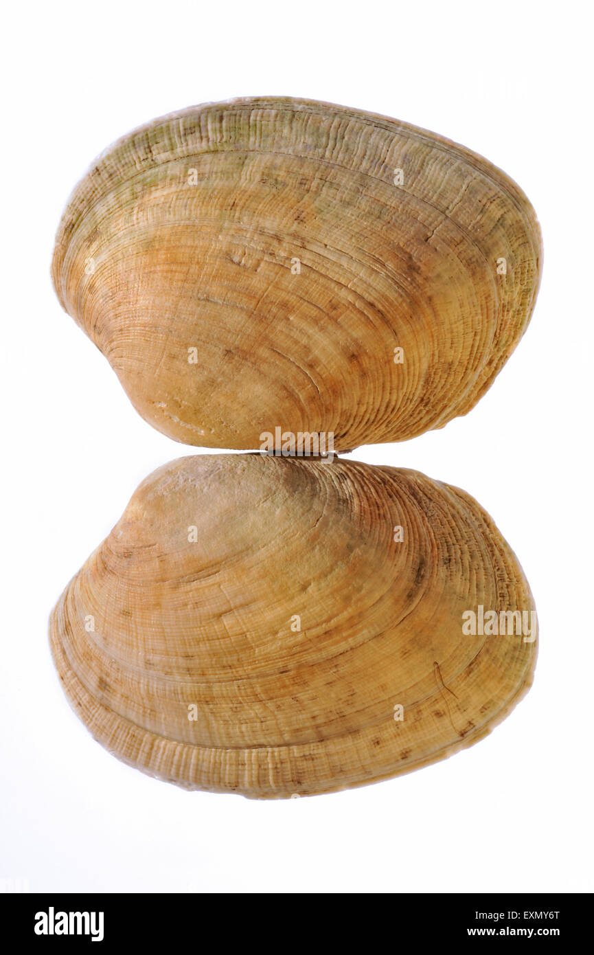 Pullet carpet shells (Venerupis senegalensis) on white background Stock ...