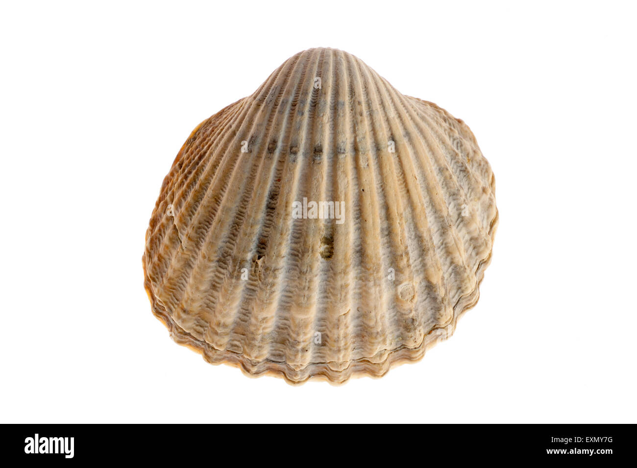 Poorly ribbed cockle (Acanthocardia paucicostata) shell on white background Stock Photo