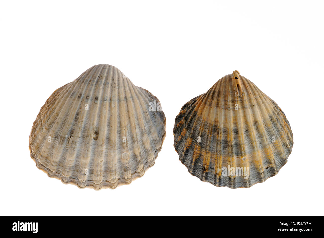 Poorly ribbed cockles (Acanthocardia paucicostata) on white background Stock Photo