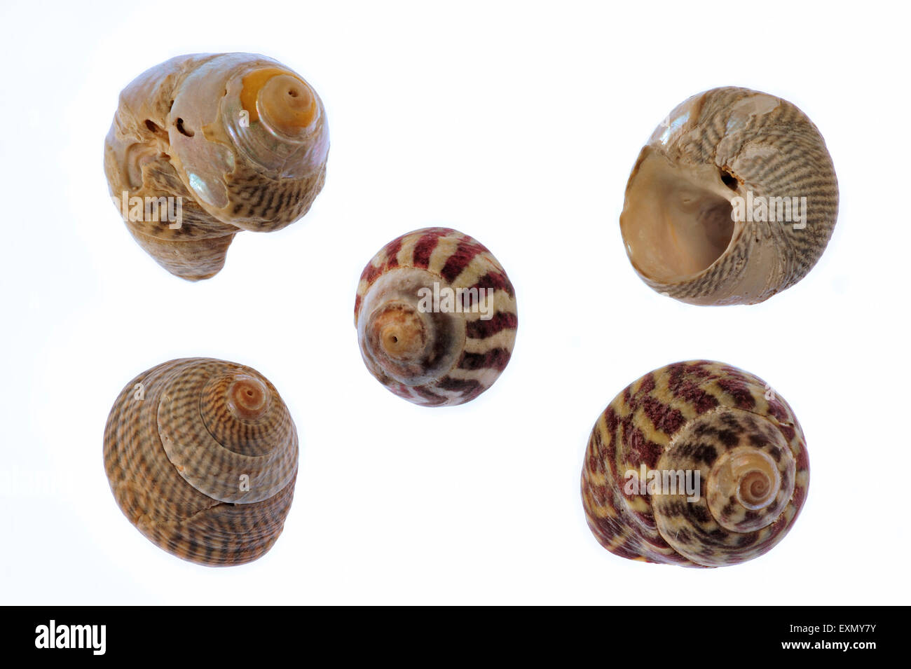 Trochidae with Pennant's top shell (Gibbula pennanti), Flat top shell (Gibbula umbilicalis) and Grey top shell Gibbula cineraria Stock Photo