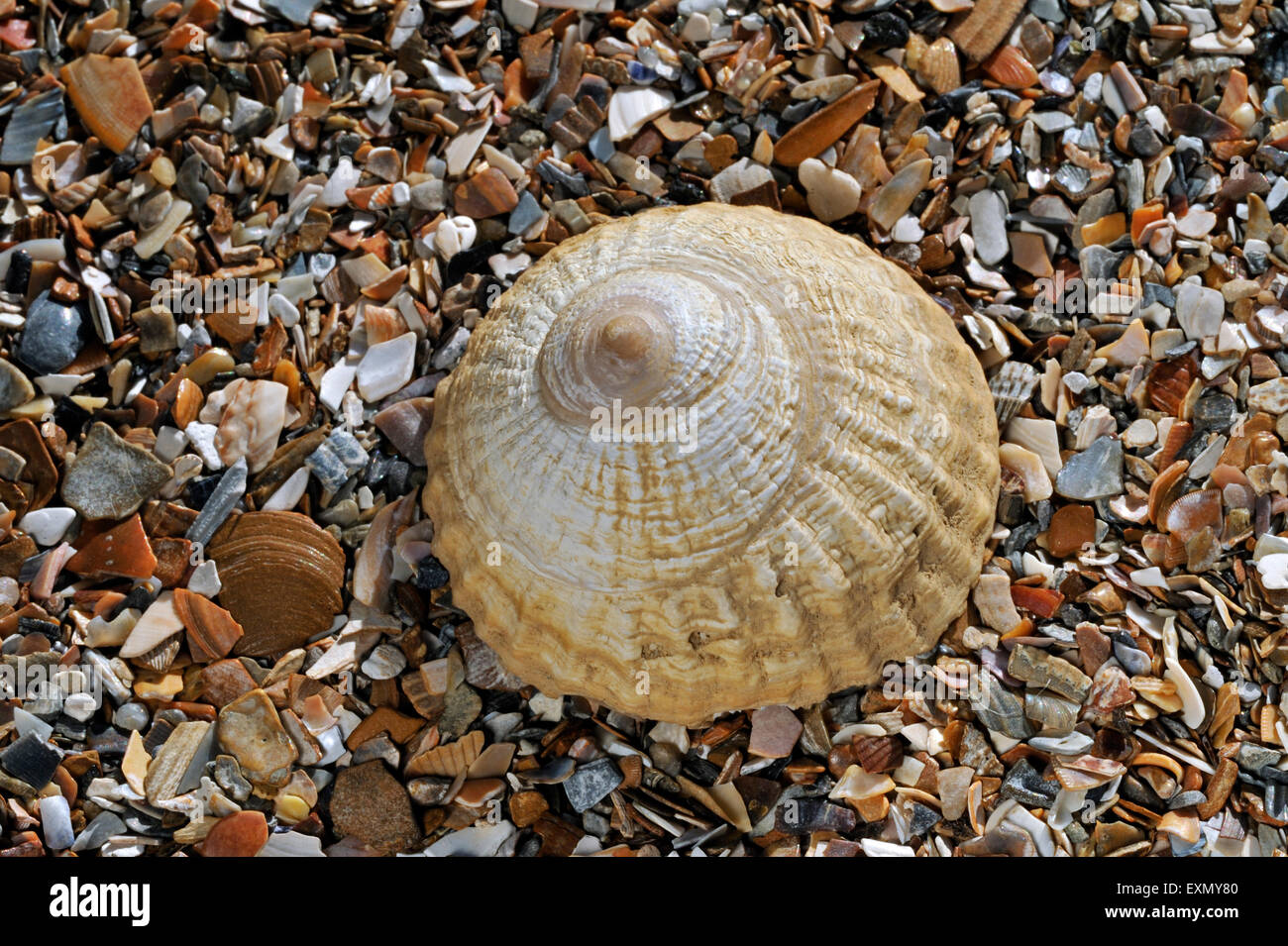 Trochita trochiformis hi-res stock photography and images - Alamy