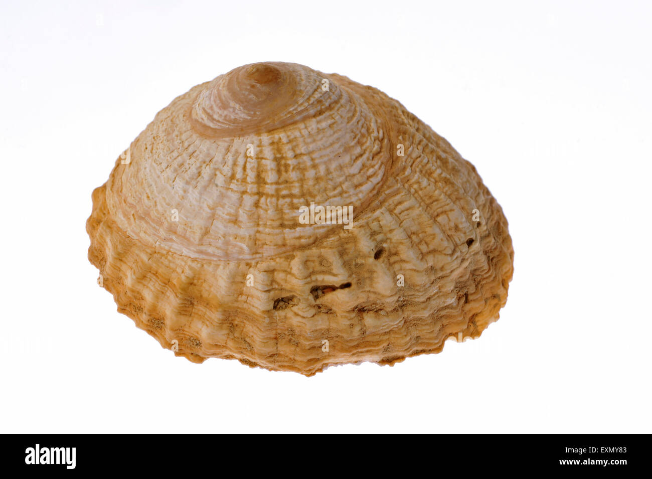 Trochita shell / Peruvian hat (Trochita trochiformis) on white ...