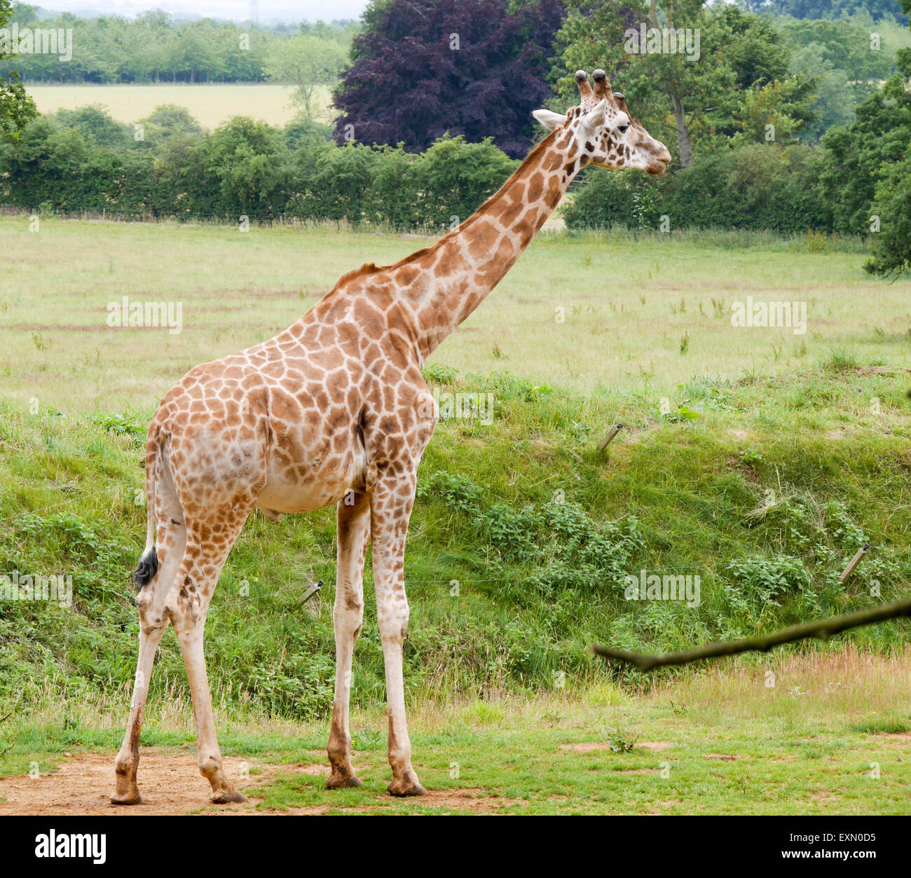 Tall giraffe hi-res stock photography and images - Alamy