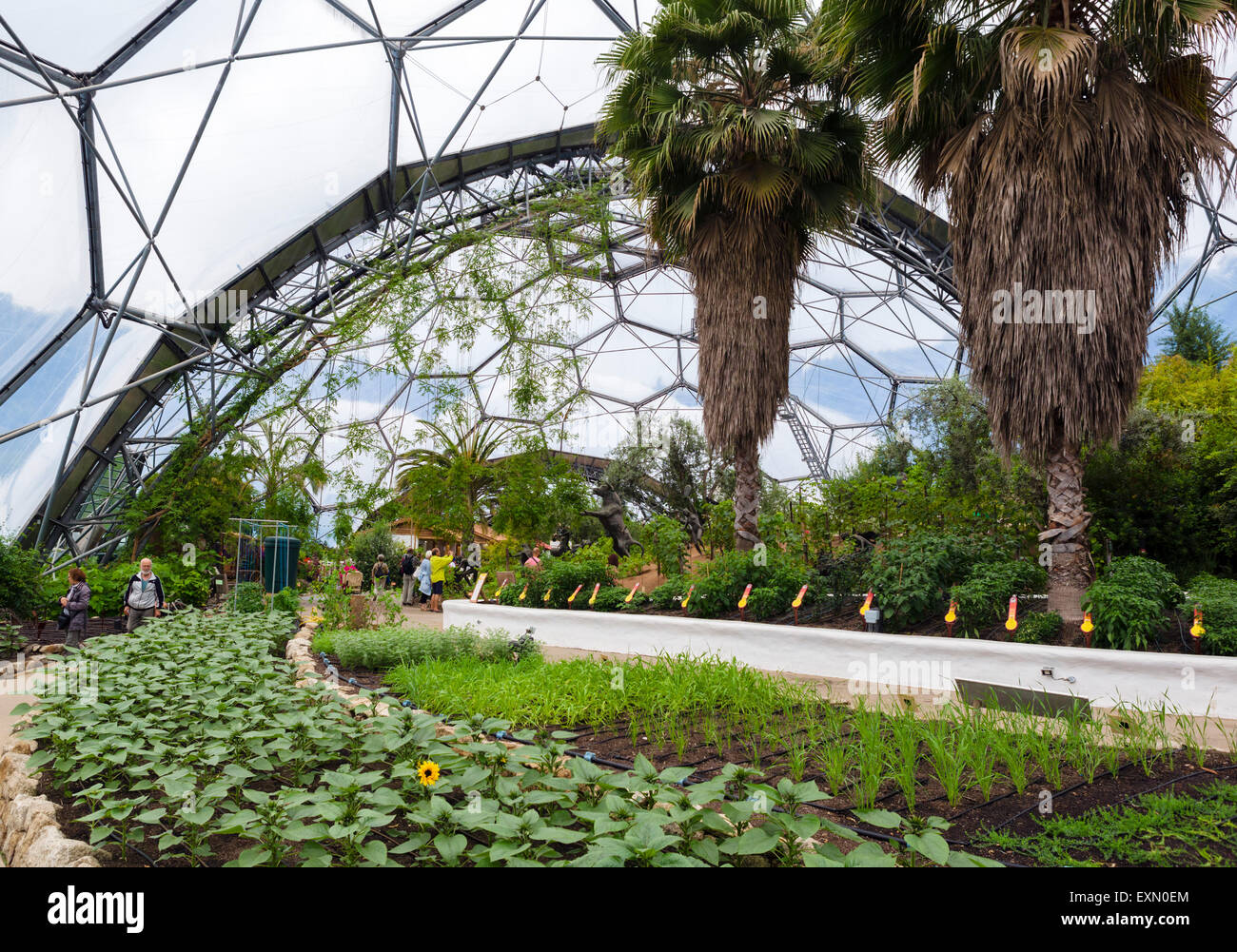 The Mediterranean Biome at the Eden Project, Bodelva, near St Austell, Cornwall, England, UK Stock Photo