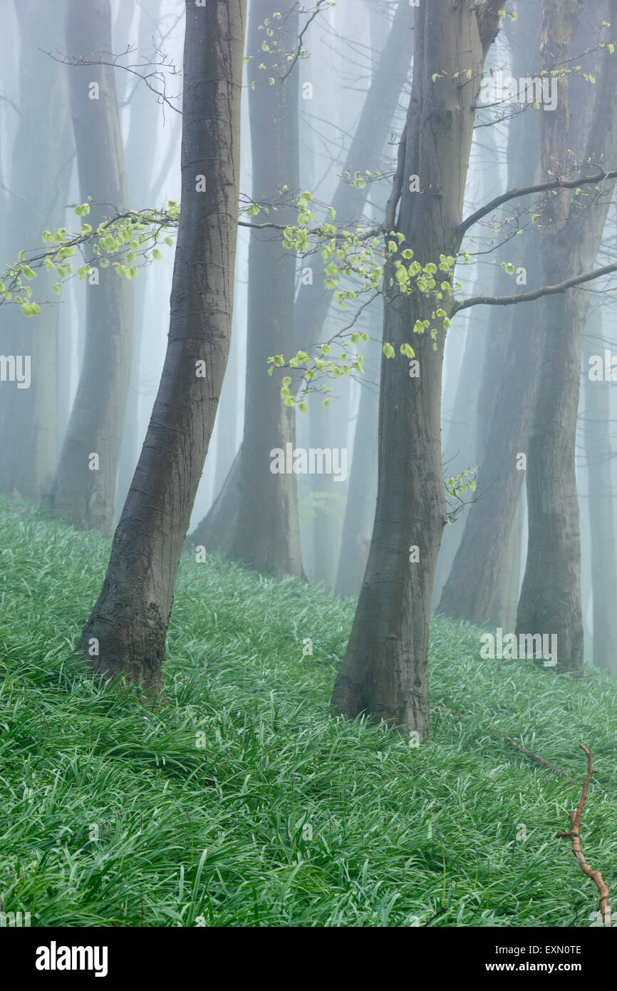 Beech woodland on a misty spring morning. Somerset. UK. Bluebell foliage on woodland floor. Stock Photo