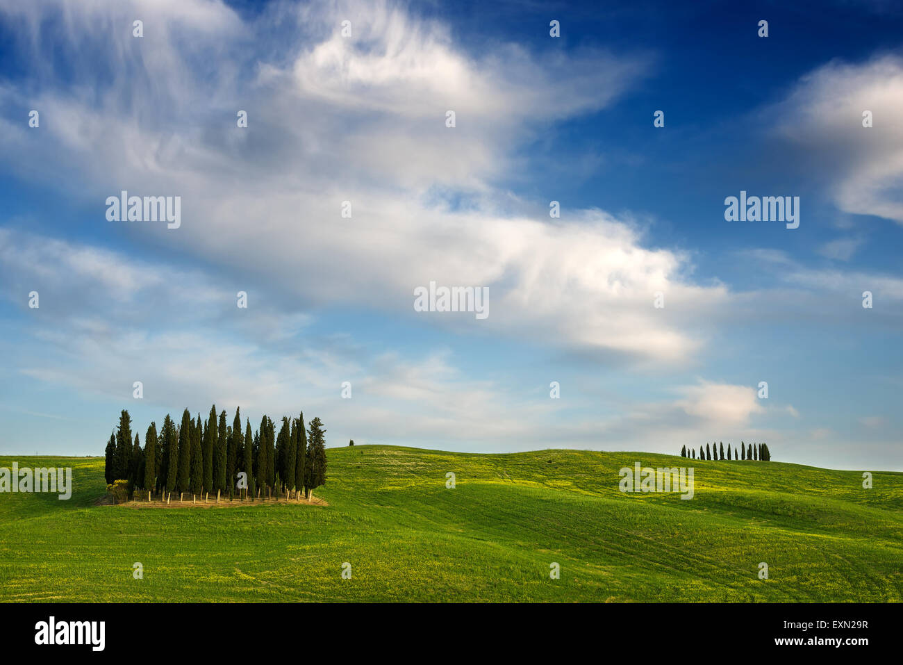 A group of cypress trees between green hills and yellow flowers and under white clouds near Torrenieri in the Valdorcia, Italy. Stock Photo