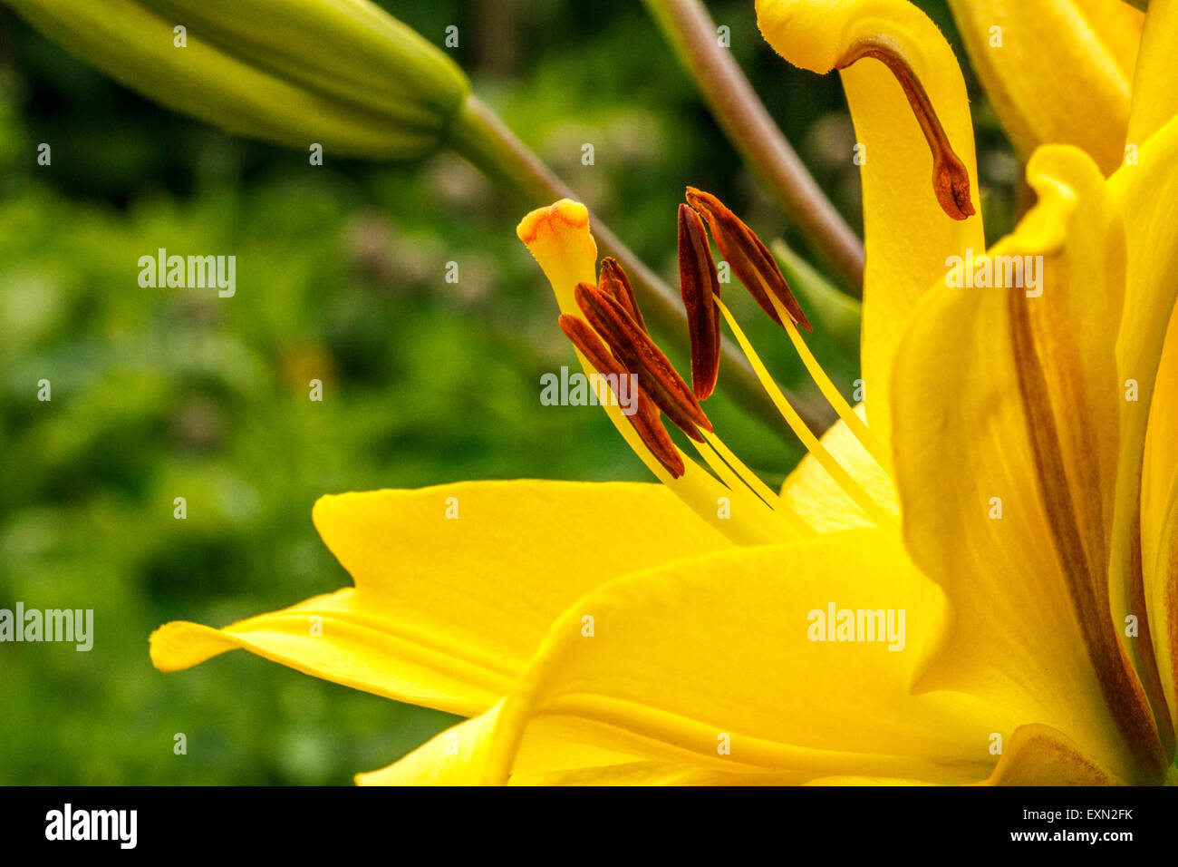 Lily flower head Stock Photo
