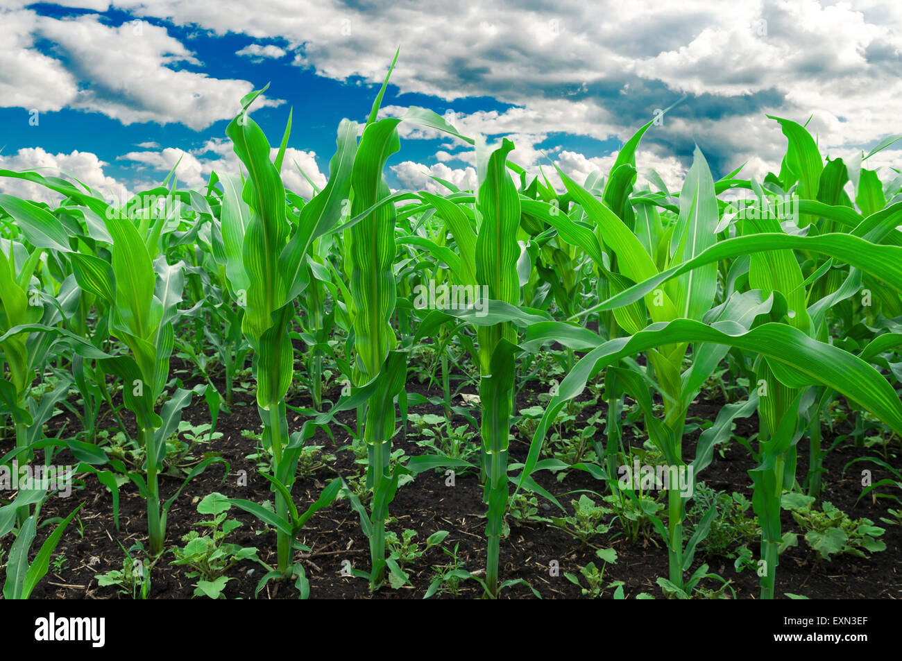 Corn field. Stock Photo