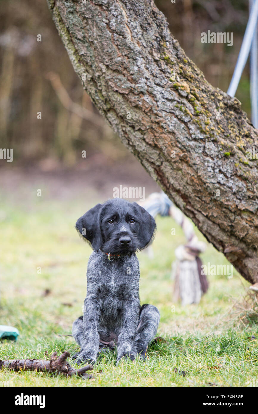 Portrait of young black and white dog sitting on a meadow Stock Photo ...