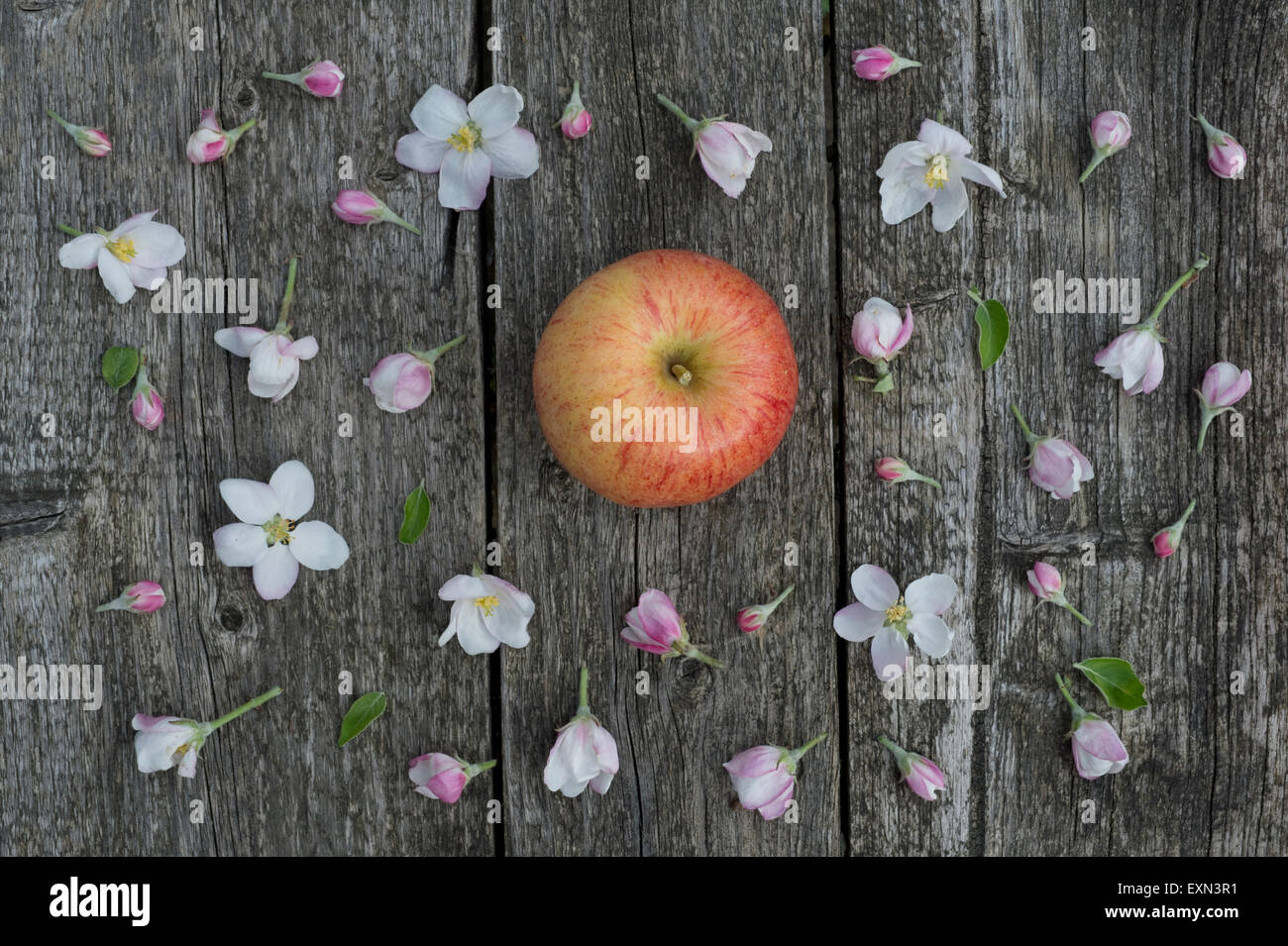 Royal gala apple flower hires stock photography and images Alamy