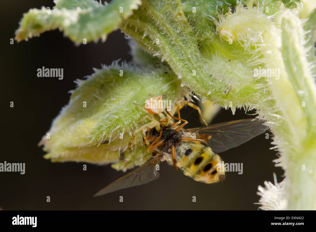 Male crab spider (sp) Thomisus onustus, invertebrate dragging a