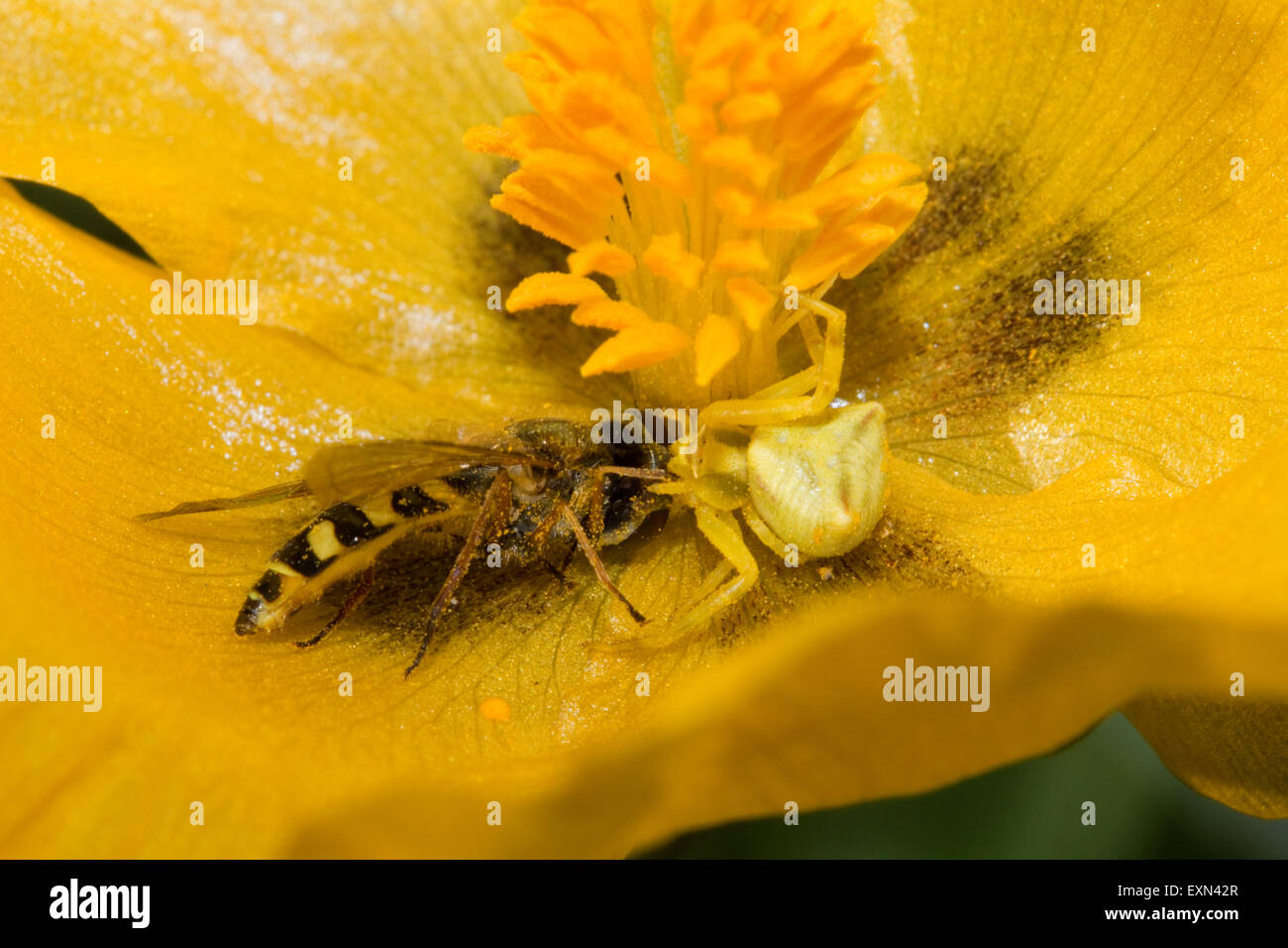 Yellow crab spider (sp) Thomisus onustus, invertebrate eating a