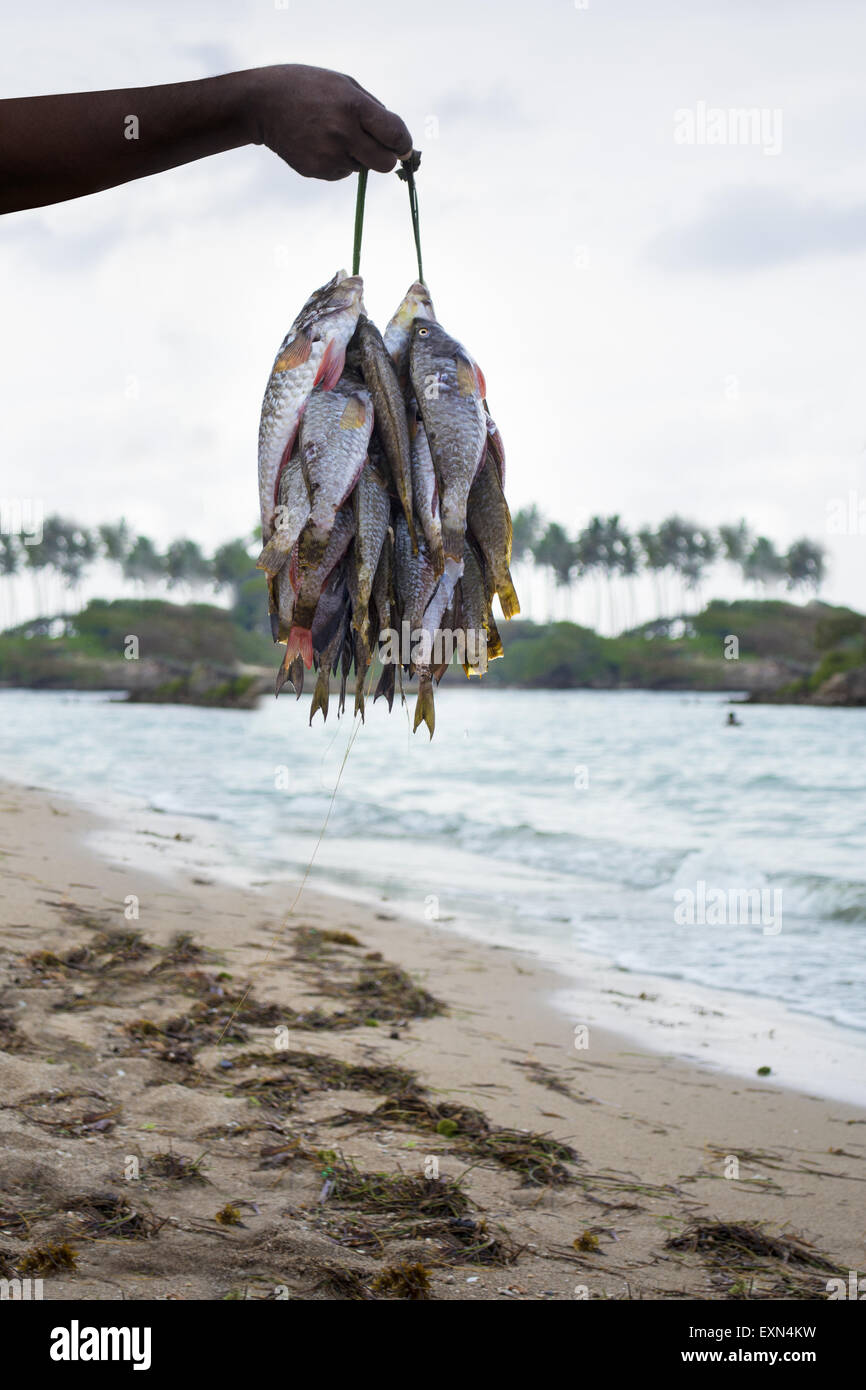 Person Holding Catch Of Ocean Fish On String Stock Photo Alamy