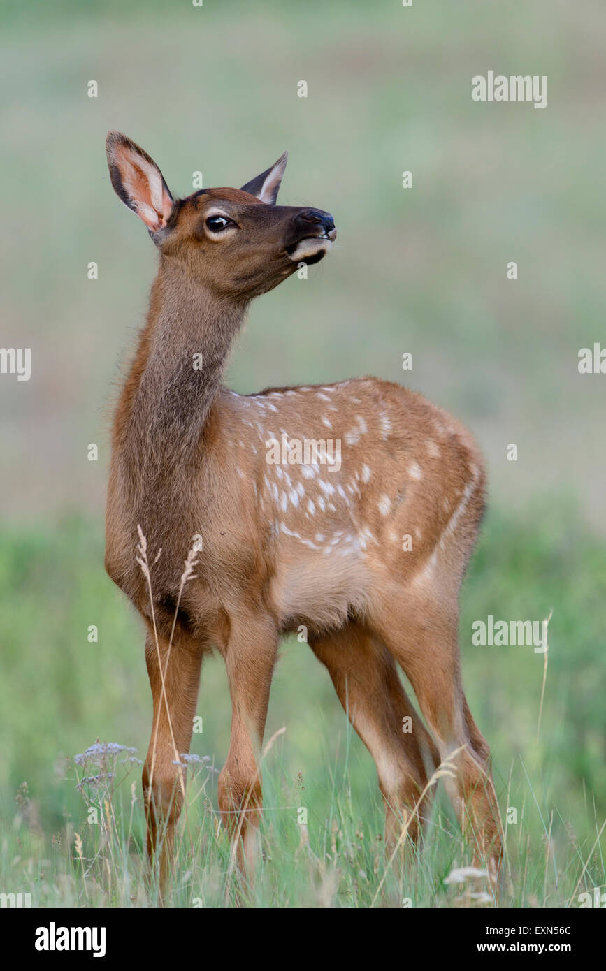 Elk Calf (Cervus elaphus canadensis), Northern Rockies Stock Photo
