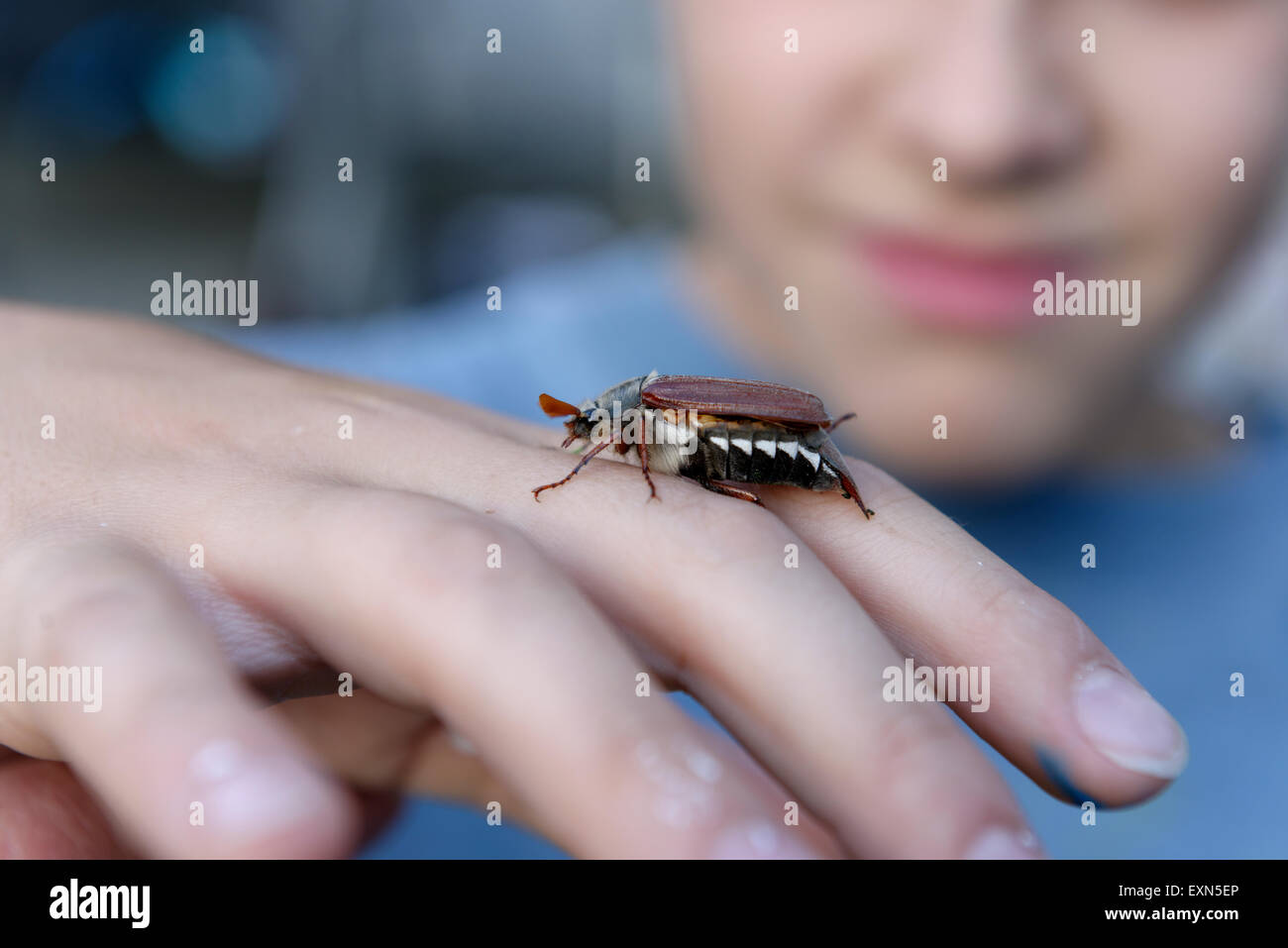 Boy with maybug on his hand Stock Photo - Alamy