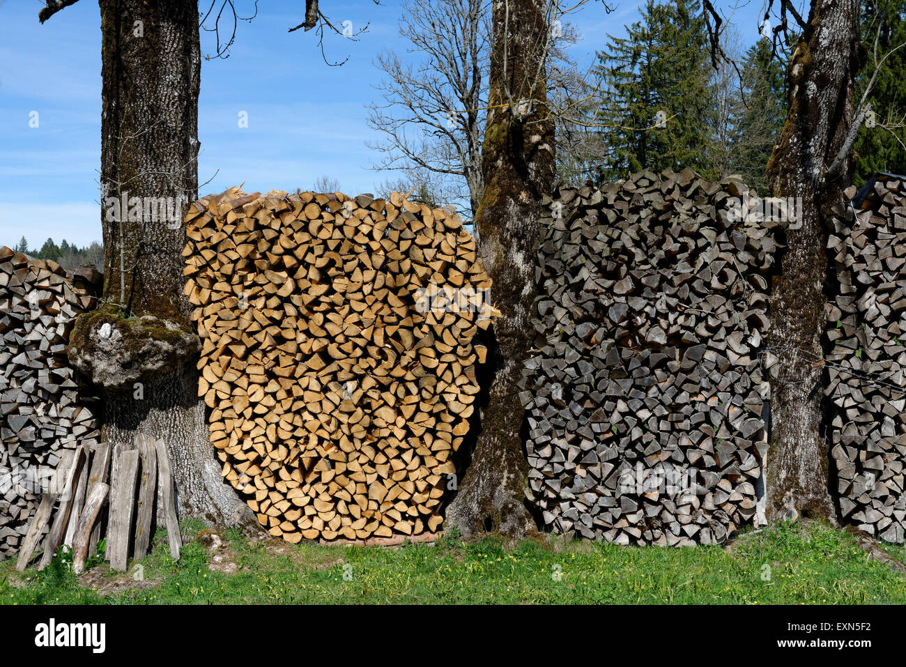 Germany, Bavaria, Stacked firewood between tree trunks Stock Photo - Alamy