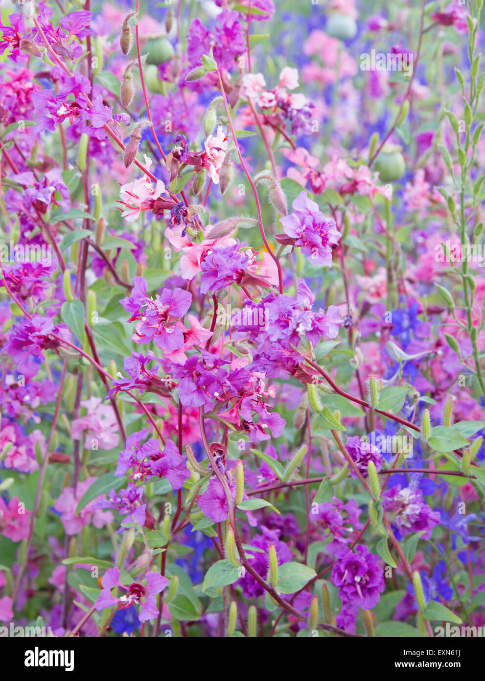 The flowers of Alhambra gardens Stock Photo Alamy