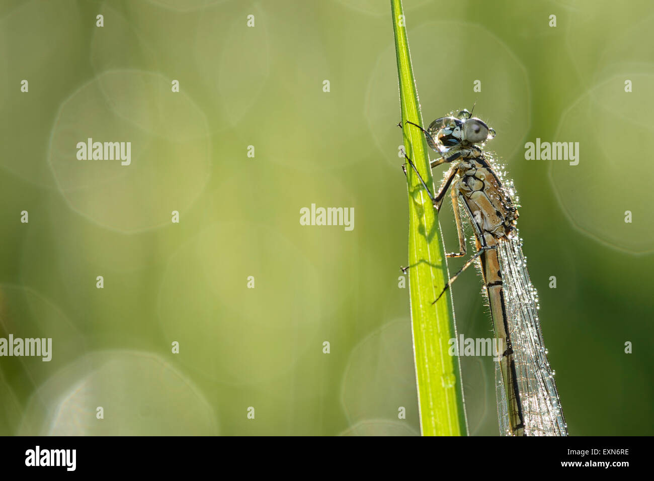 Blue damselfly hanging on blade of grass Stock Photo - Alamy