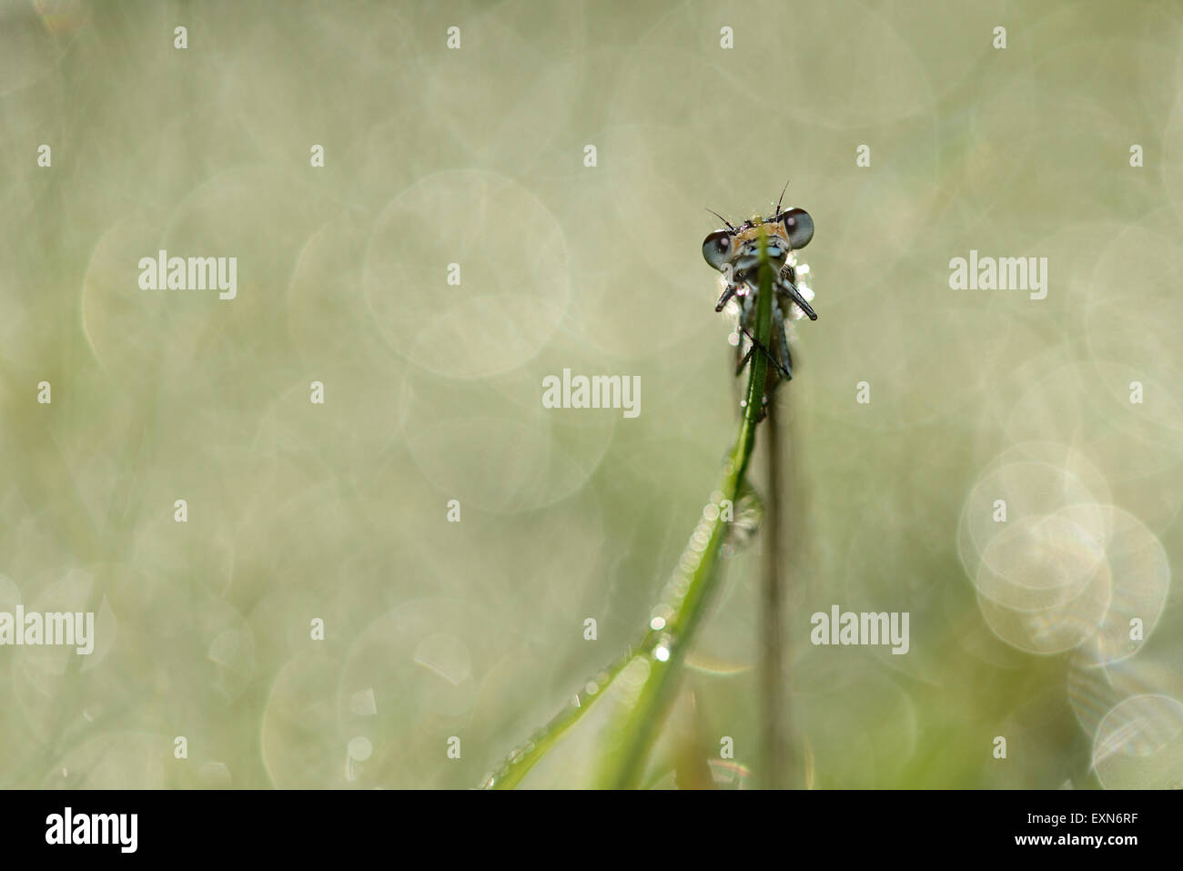 Azure damselfly hanging on blade of grass Stock Photo - Alamy