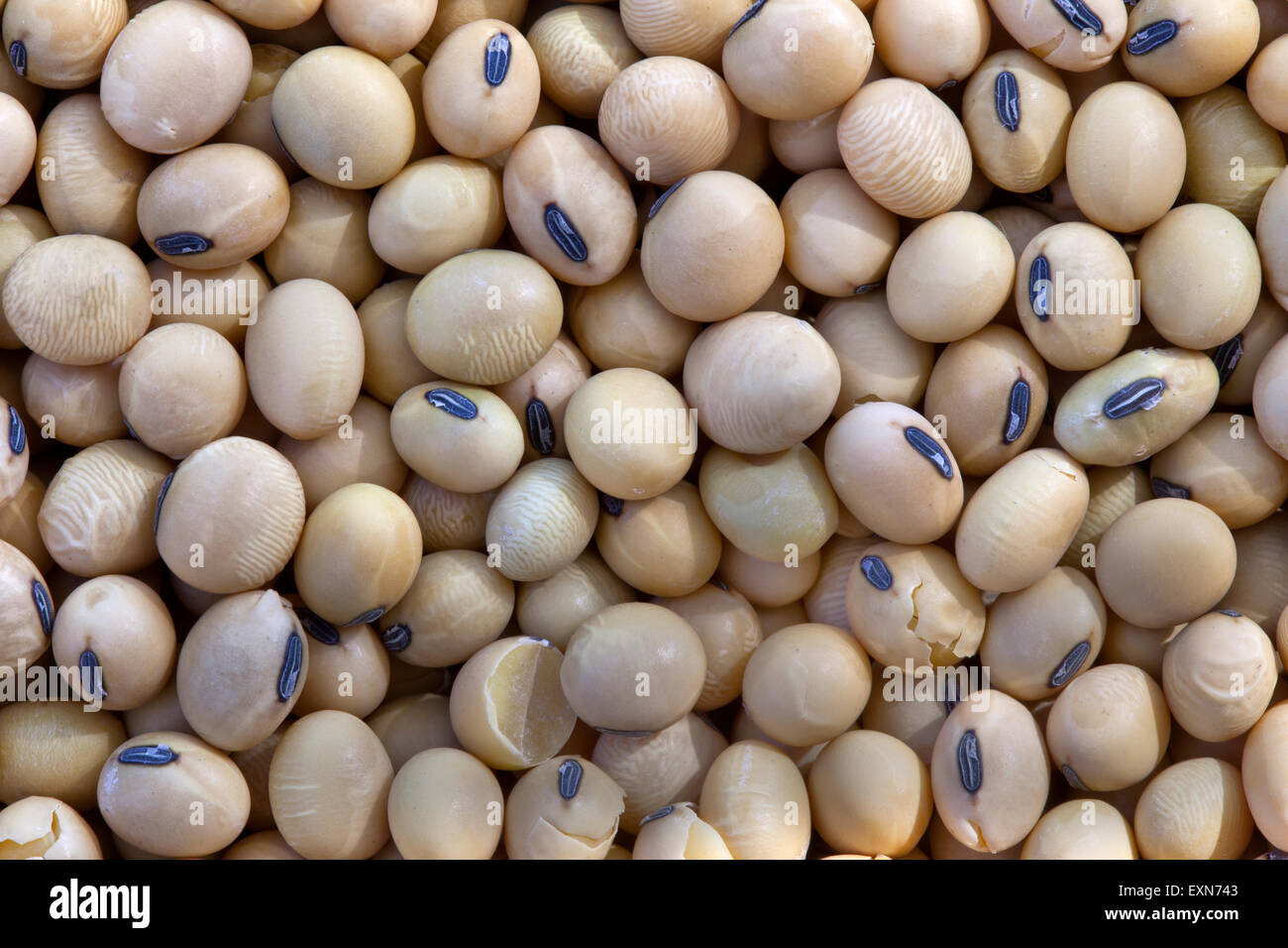 Close-up of harvested soybeans 'Glycine max'. Stock Photo